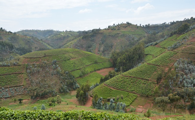 More Rwandan tea